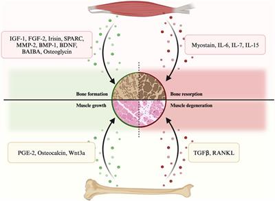 The reciprocity of skeletal muscle and bone: an evolving view from mechanical coupling, secretory crosstalk to stem cell exchange